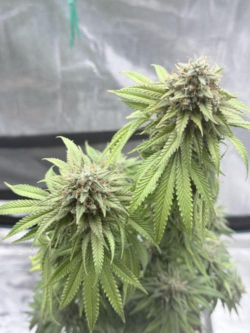 ARCTIC FLURRY. Week 9