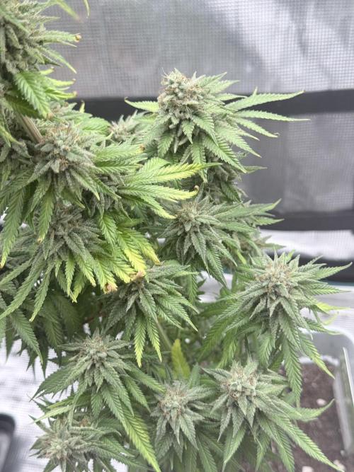 ARCTIC FLURRY. Week 9