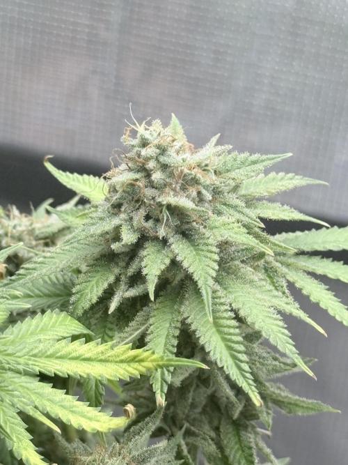ARCTIC FLURRY. Week 9