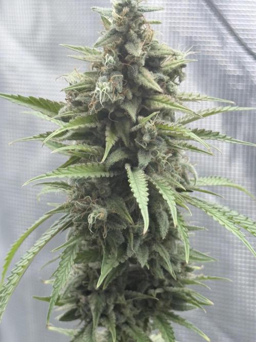 ARCTIC FLURRY. Week 9