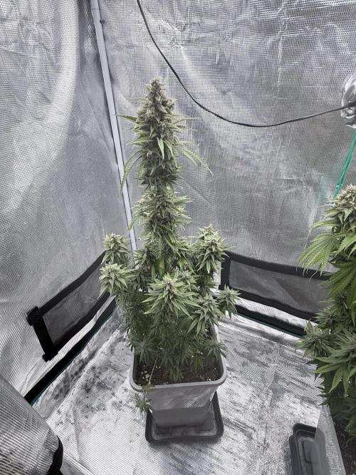 ARCTIC FLURRY. Week 9