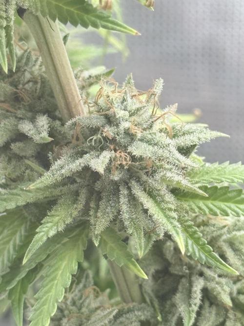 ARCTIC FLURRY. Week 9