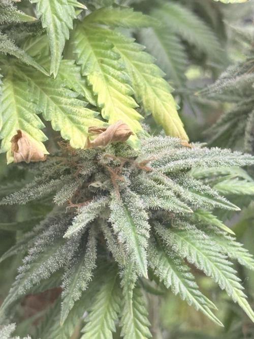 ARCTIC FLURRY. Week 9