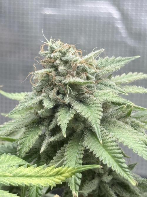 ARCTIC FLURRY. Week 9