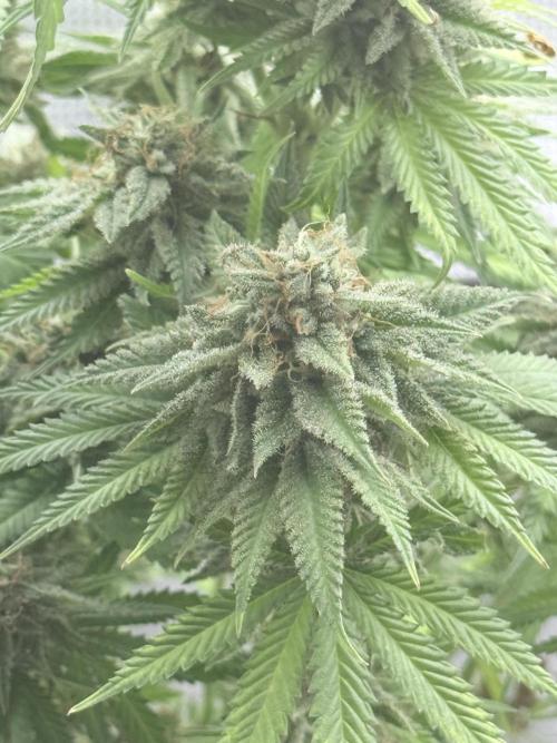 ARCTIC FLURRY. Week 12