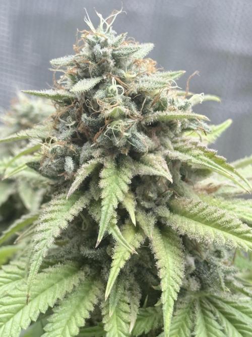 ARCTIC FLURRY. Week 12