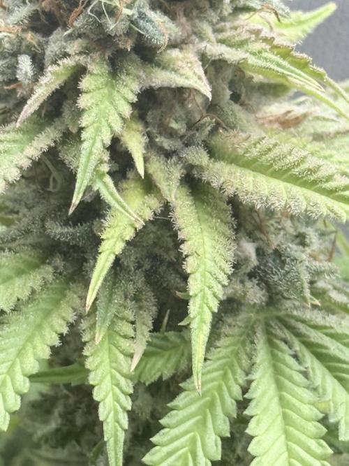 ARCTIC FLURRY. Week 12