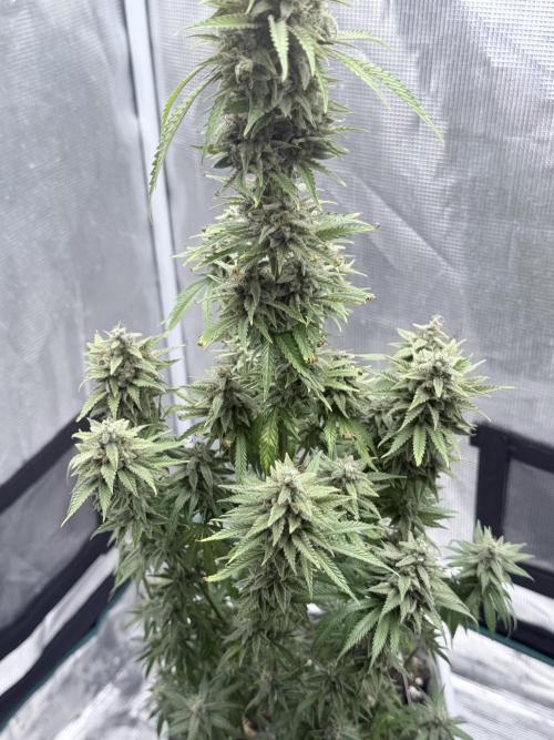ARCTIC FLURRY. Week 12