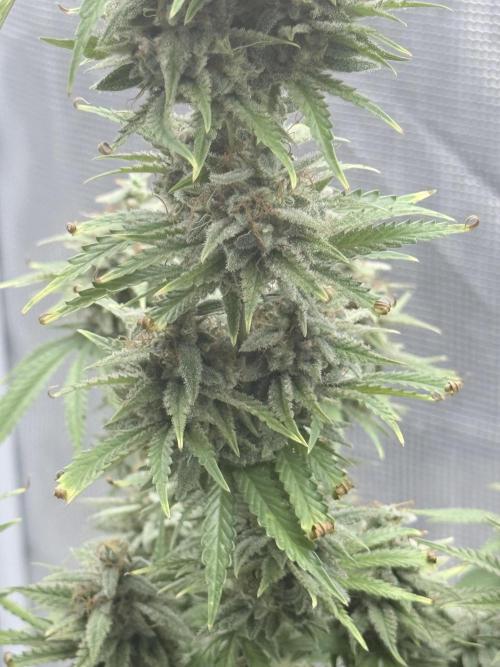 ARCTIC FLURRY. Week 12