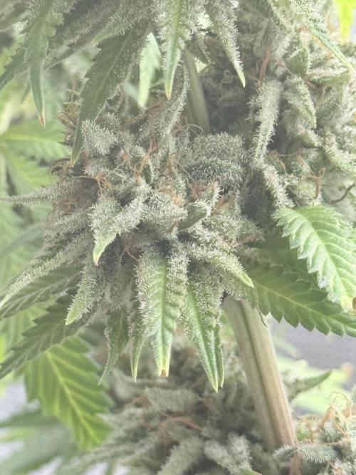ARCTIC FLURRY. Week 12