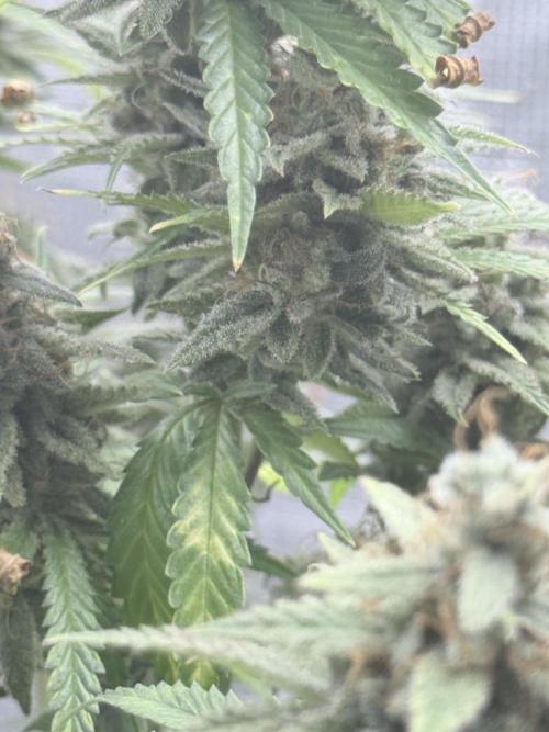 ARCTIC FLURRY. Week 12