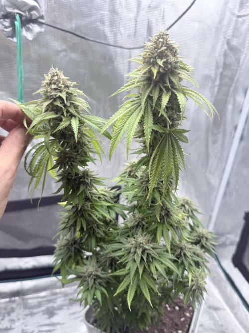 ARCTIC FLURRY. Week 12