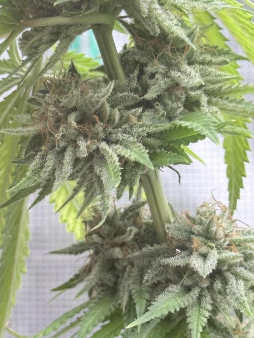 ARCTIC FLURRY. Week 12