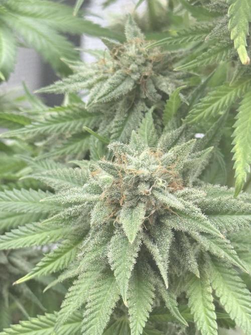 ARCTIC FLURRY. Week 12
