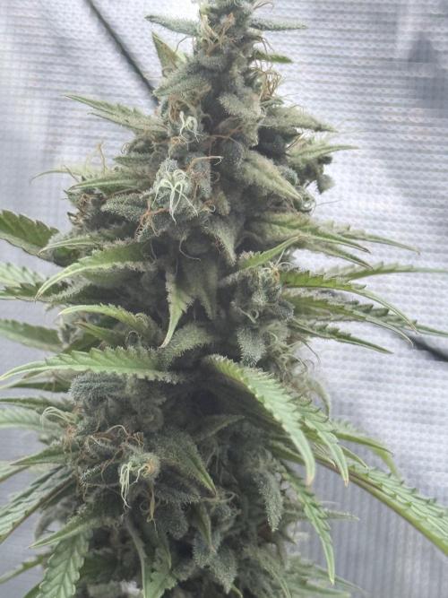 ARCTIC FLURRY. Week 12