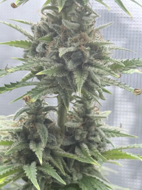 ARCTIC FLURRY. Week 12