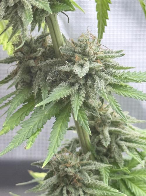 ARCTIC FLURRY. Week 12