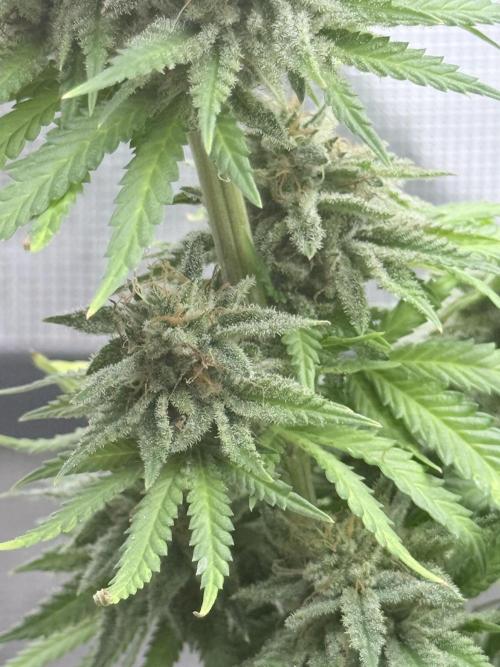 ARCTIC FLURRY. Week 12