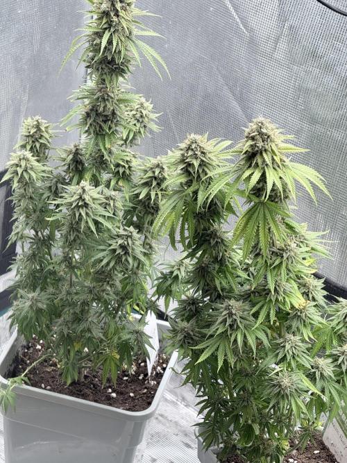 ARCTIC FLURRY. Week 12