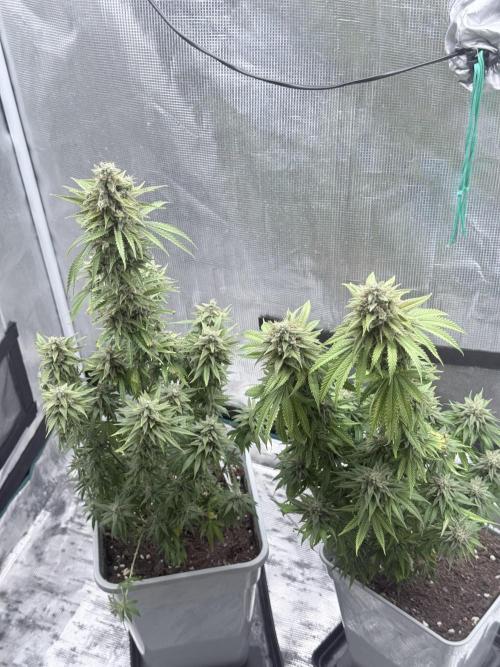 ARCTIC FLURRY. Week 12