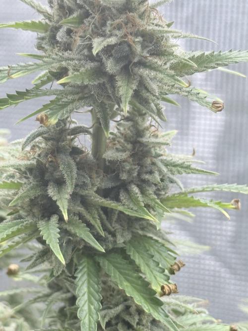 ARCTIC FLURRY. Week 12