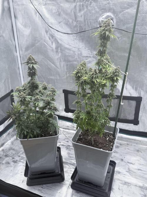 PURPLE OG KUSH. Week 9