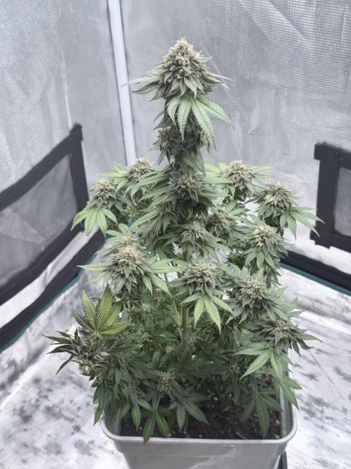 PURPLE OG KUSH. Week 9