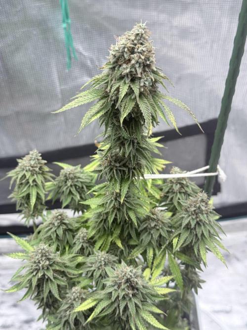 PURPLE OG KUSH. Week 9