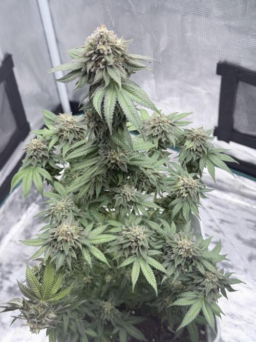 PURPLE OG KUSH. Week 9