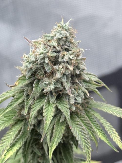 PURPLE OG KUSH. Week 9