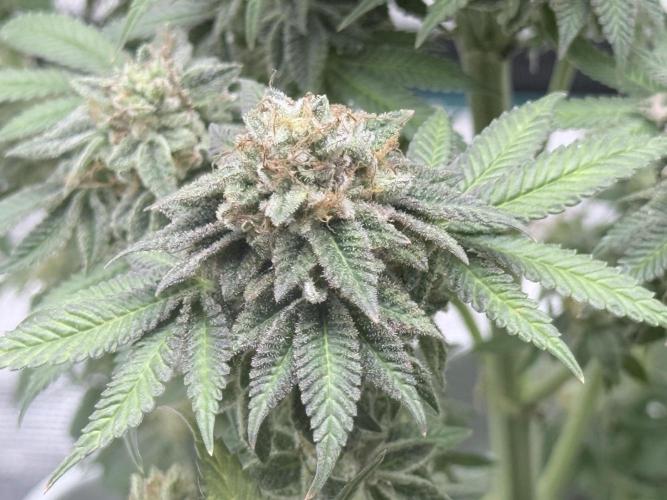 PURPLE OG KUSH. Week 9