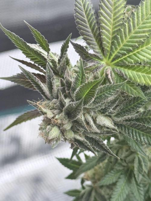 PURPLE OG KUSH. Week 9