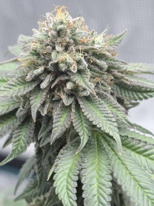 PURPLE OG KUSH. Week 9