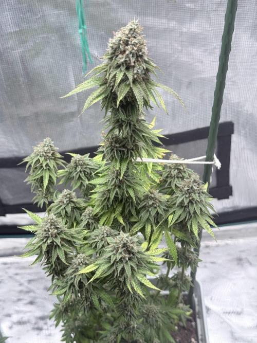PURPLE OG KUSH. Week 12