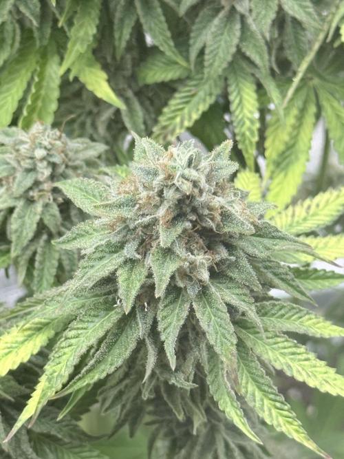 PURPLE OG KUSH. Week 12