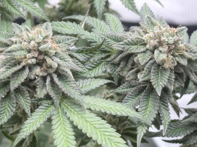 PURPLE OG KUSH. Week 12