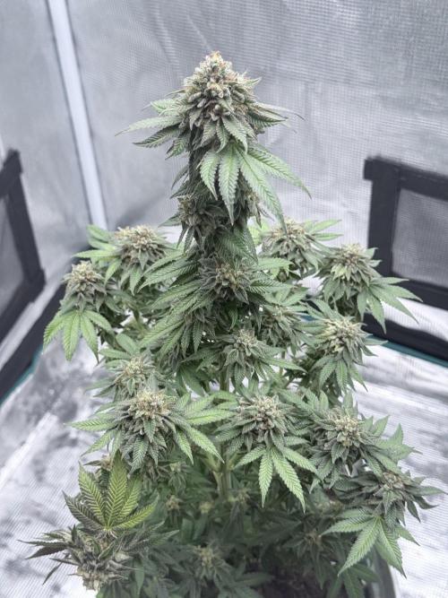 PURPLE OG KUSH. Week 12