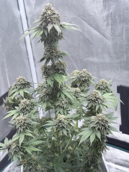 PURPLE OG KUSH. Week 12