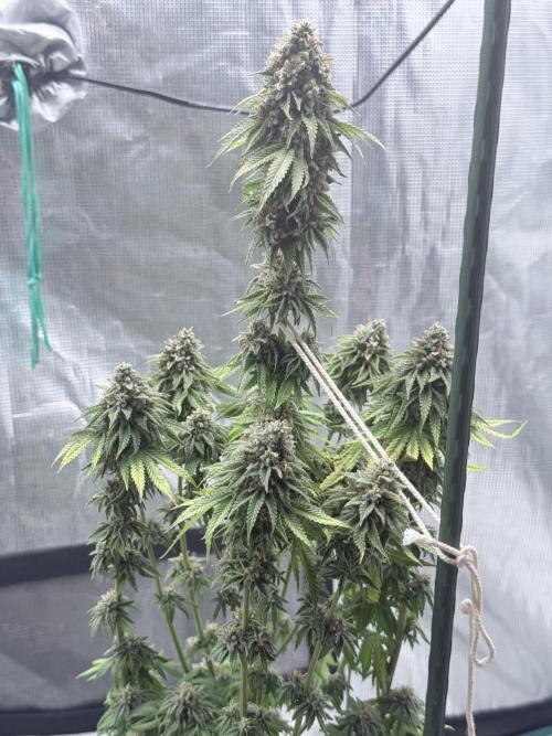 PURPLE OG KUSH. Week 12