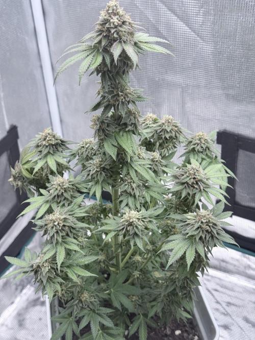 PURPLE OG KUSH. Week 12