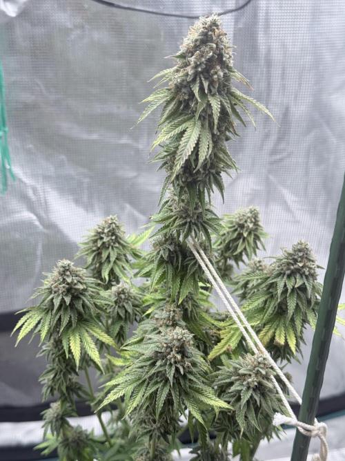 PURPLE OG KUSH. Week 12