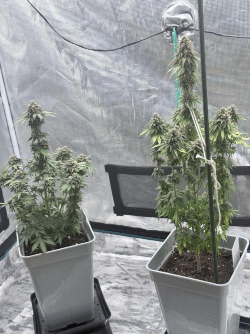 PURPLE OG KUSH. Week 12