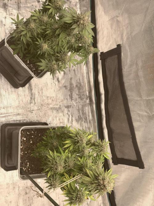 PURPLE OG KUSH. Week 12