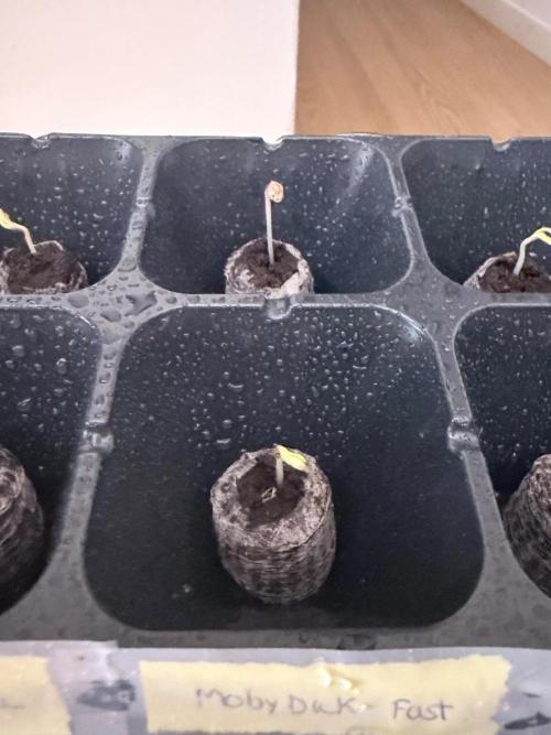 Moby Dick fast. Week 0