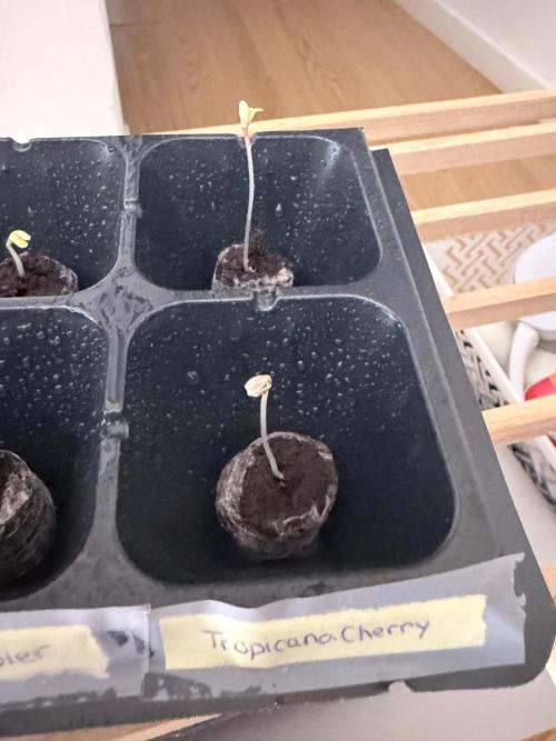 Tropicana cherry. Week 0