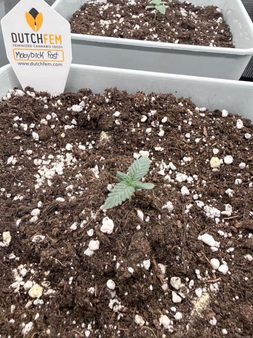 Moby Dick fast. Week 1