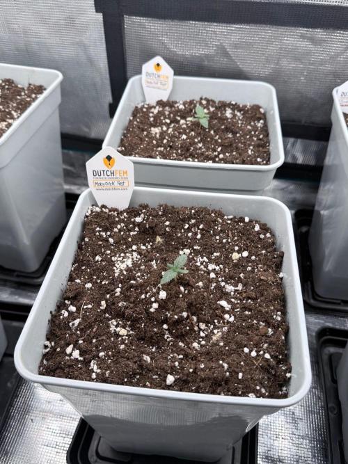 Moby Dick fast. Week 1
