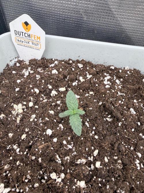 Moby Dick fast. Week 1