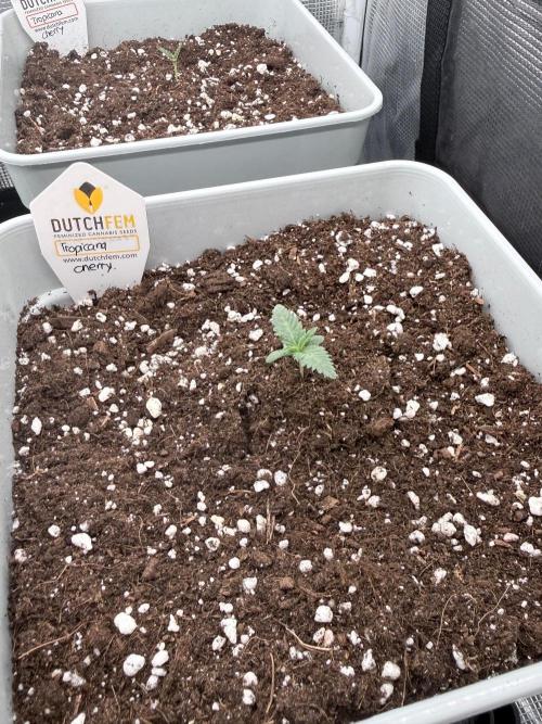 Tropicana cherry. Week 1