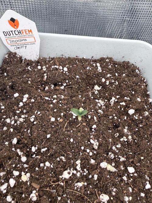 Tropicana cherry. Week 1